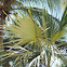 Silver Thatch Palm