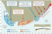 This illustration examines some of the factors at play in the sardine migration.