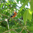 Eurasian bullfinch, Gimpel