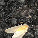 Banded Tussock Moth