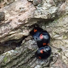 Pine ladybird