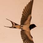 Barn Swallow; Golondrina Común