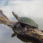 Brisbane Short-necked Turtle