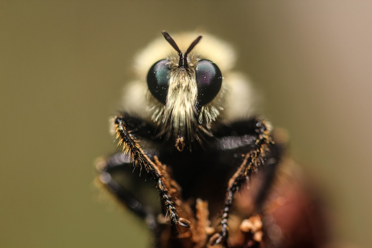 Bee Mimic Robberfly