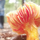 Hygrocybe