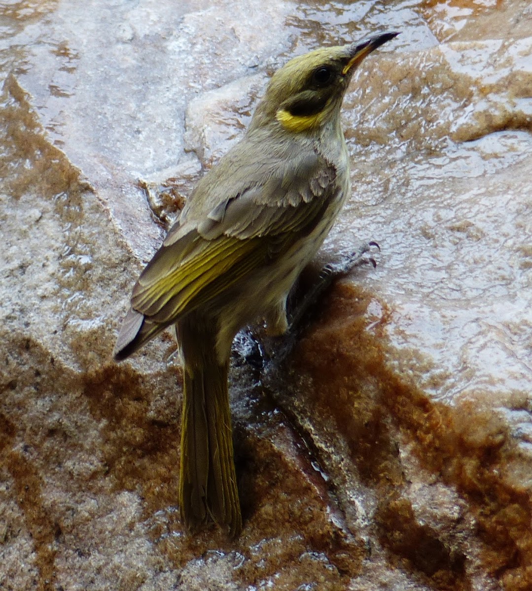 Grey-headed Honeyeater