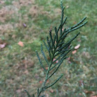 Eastern Red Cedar