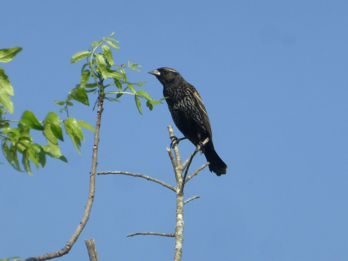 Red-winged Blackbird