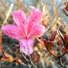 Rhododendron