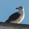 Lesser Black-backed Gull; Gaviota Sombria