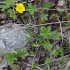 Dwarf Cinqefoil