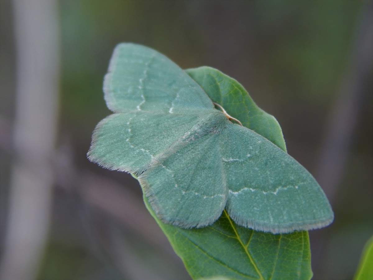 White-fringed Emerald Moth