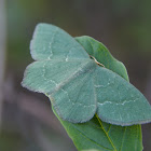 White-fringed Emerald Moth