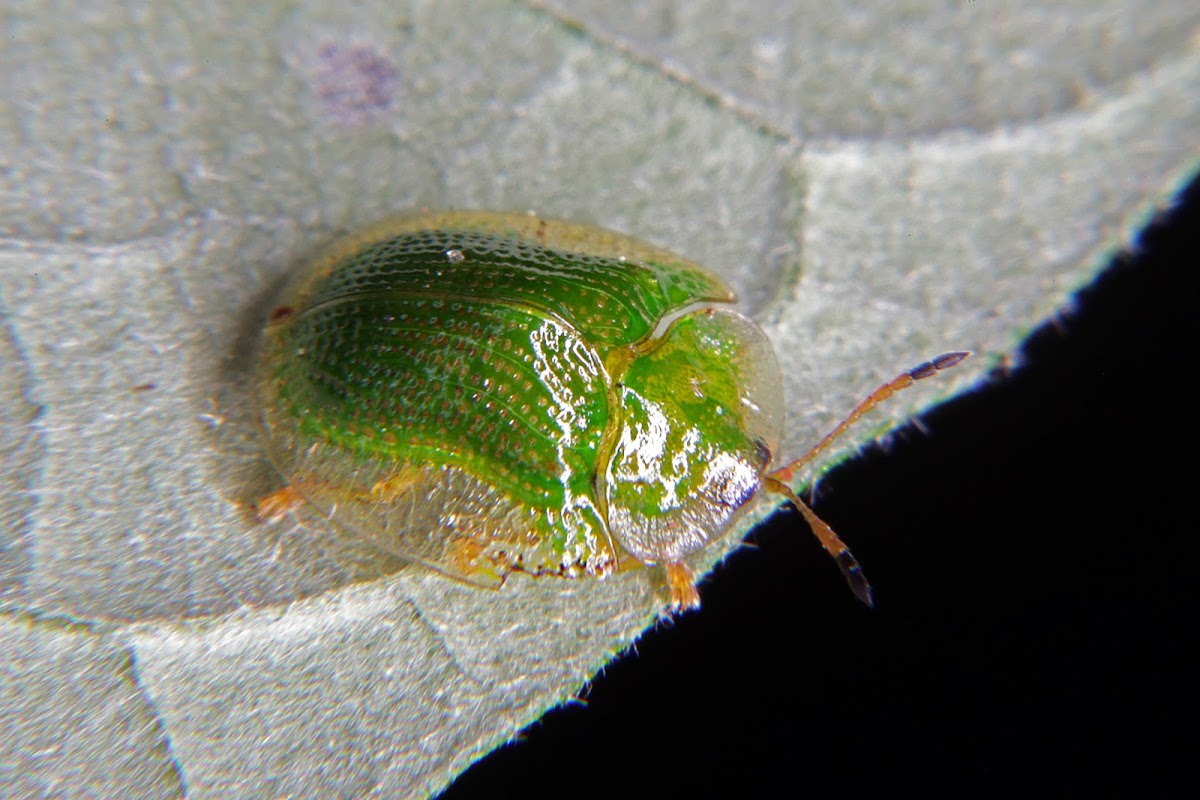 Green tortoise beetle