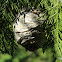 Yellow jacket wasp nest