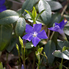 Bigleaf periwinkle