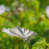 Da fiore a fiore di 