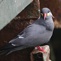 Inca Tern