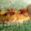 Blue Morpho caterpillar