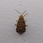 Footman moth