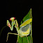 Praying Mantis