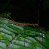 Spiny Stick Insect, Phasmid