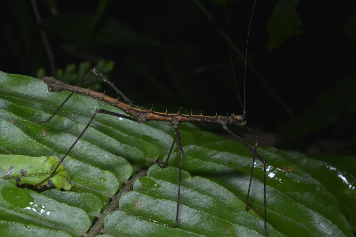 Spiny Stick Insect, Phasmid