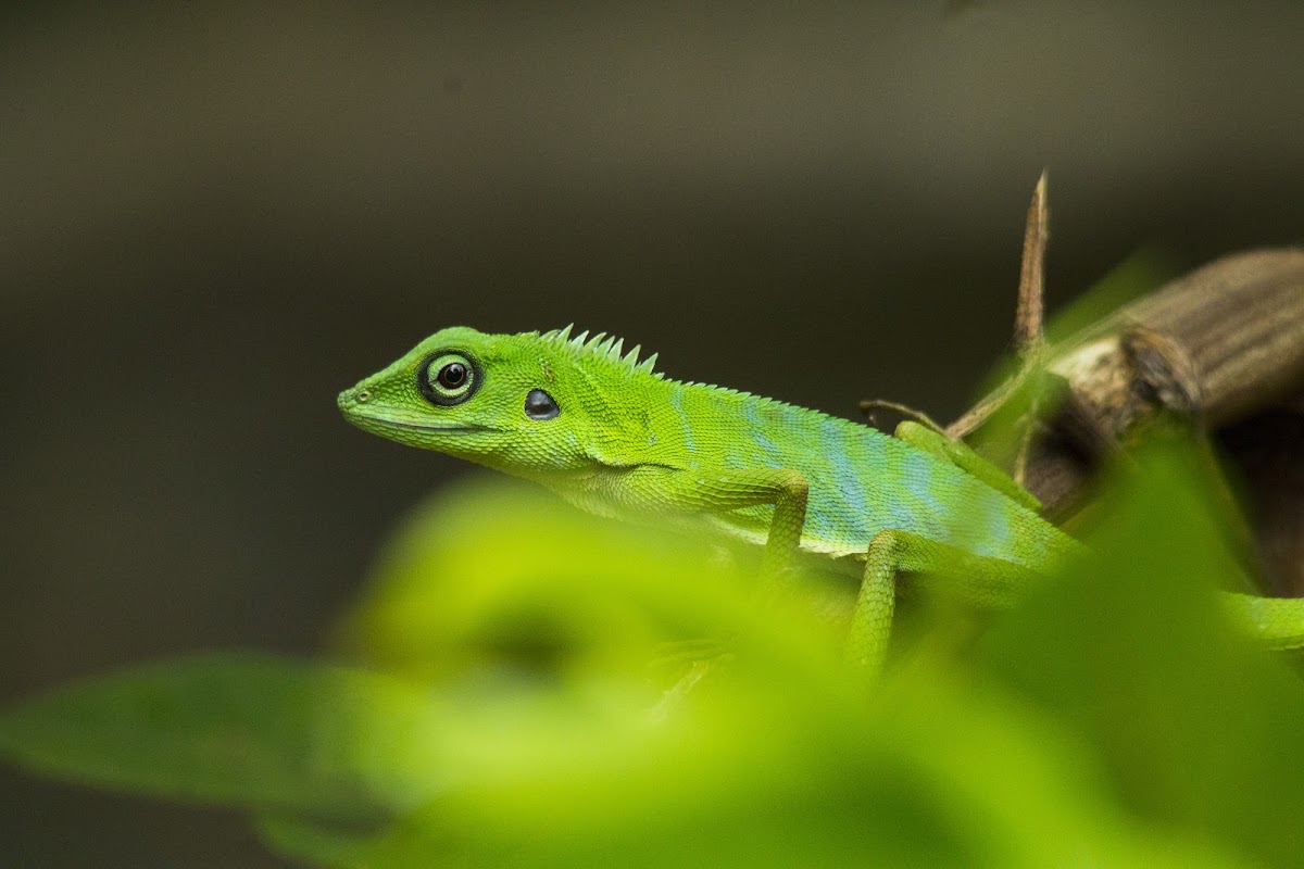 Green Crested Lizard