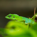 Green Crested Lizard