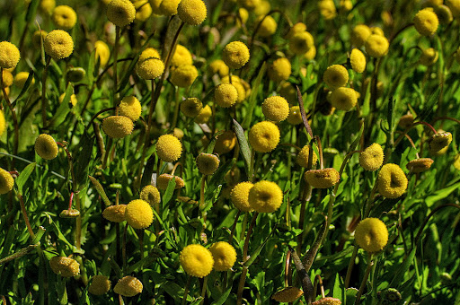 Cotula coronopifolia