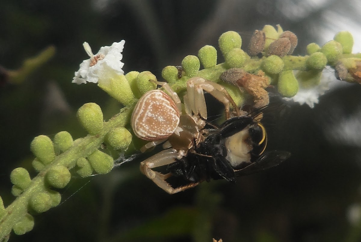 Crab spider