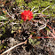 Coast Indian Paintbrush