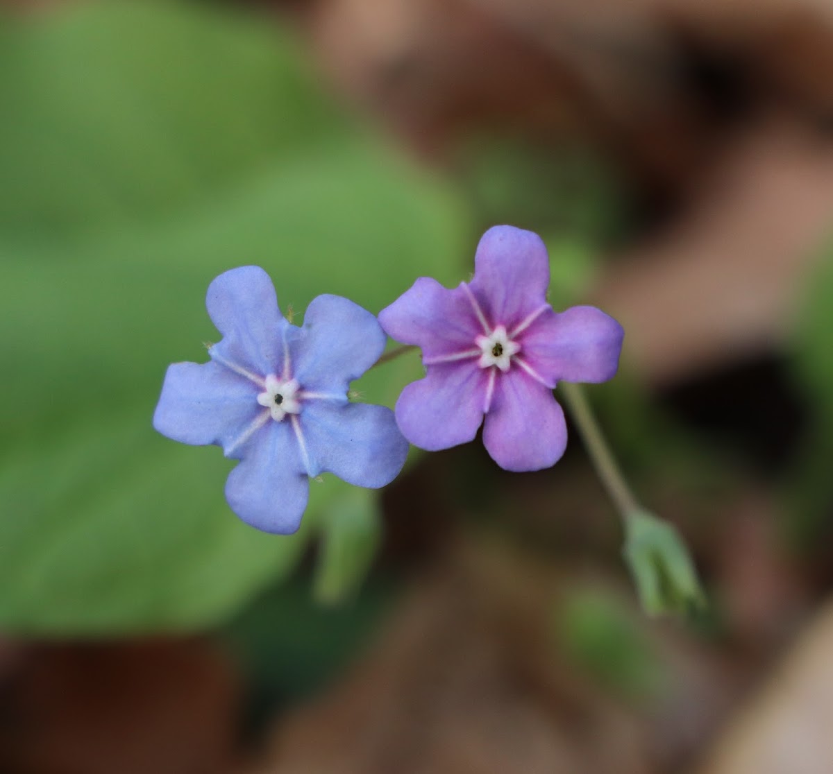 Blue-eyed-Mary