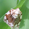 White-spotted Leafroller