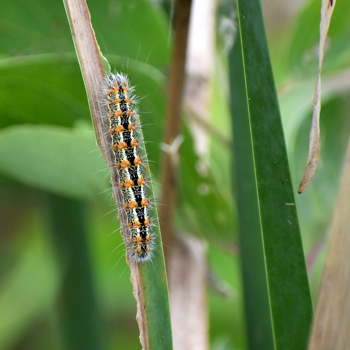 Cattail Caterpillar Moth