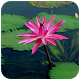 Download Lotus Wallpaper For PC Windows and Mac 1.02