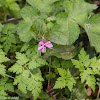 Pink flower