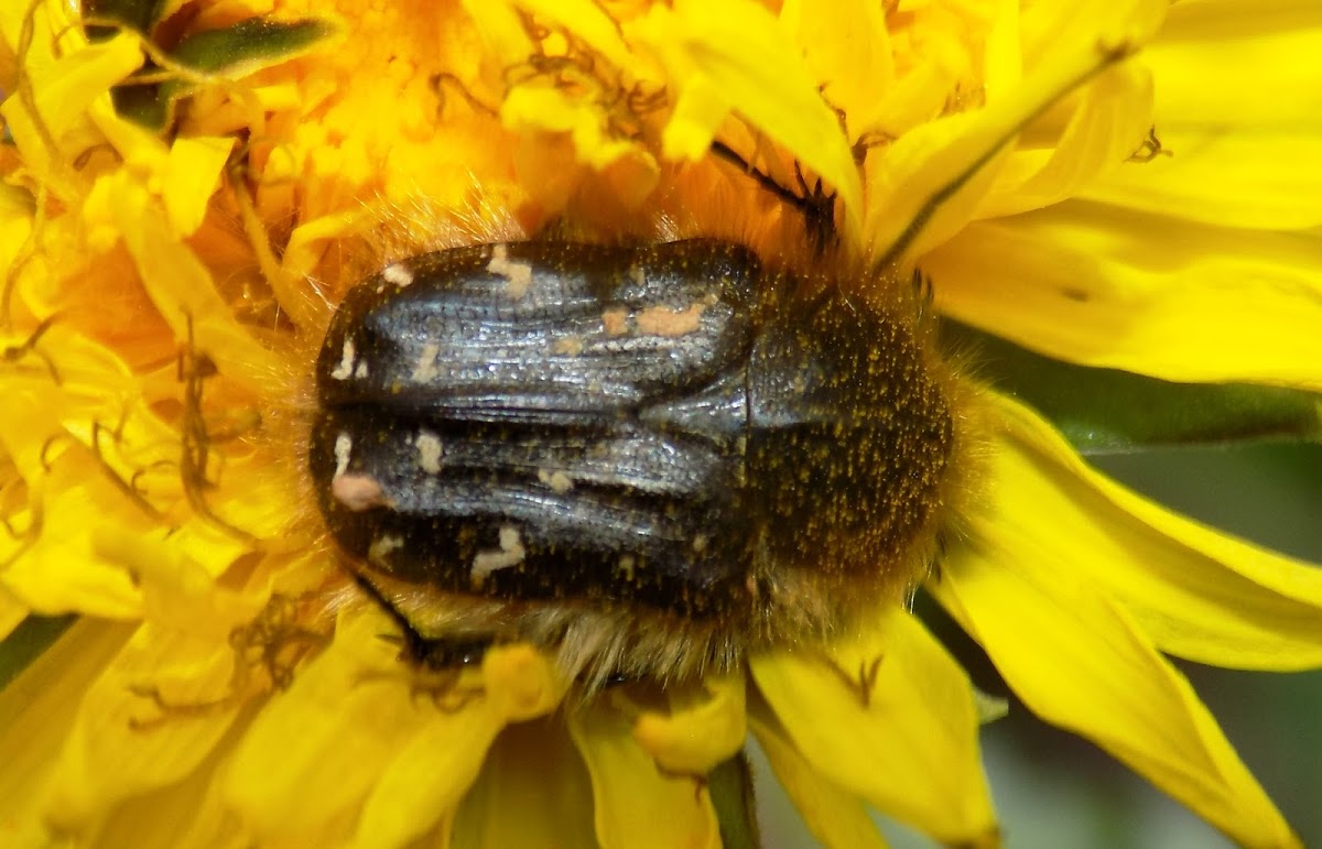 Hairy Rose Beetle