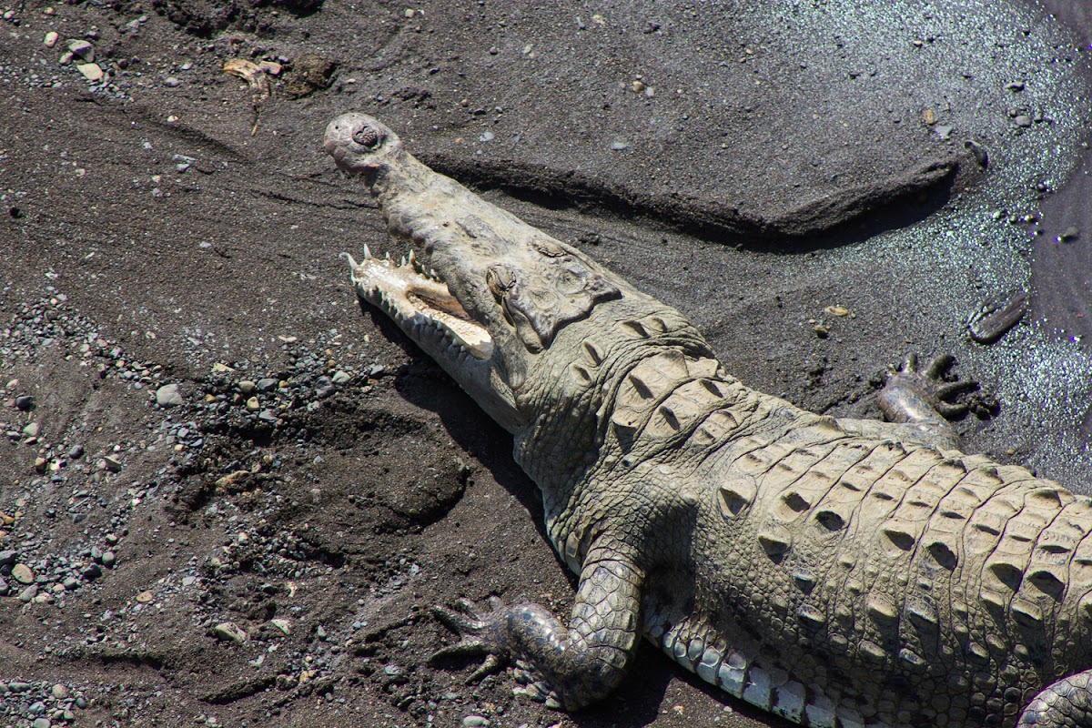 American Crocodile