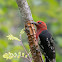 Red-breasted sapsucker