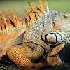 Green Iguana