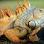 Green Iguana