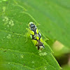 Brazilian Leafhopper