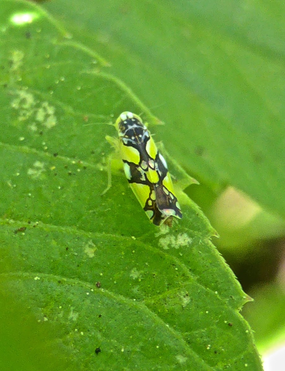 Brazilian Leafhopper