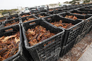 Government officials packed the live lobsters in crates, in a bid to save them.