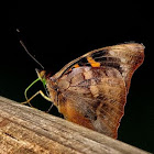 Agathina Emperor Butterfly