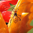 Leaffooted Bug