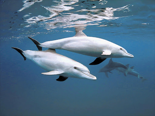 Dolphins: File Photo