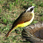 Great Kiskadee