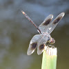 Four-spotted Pennant Dragonfly